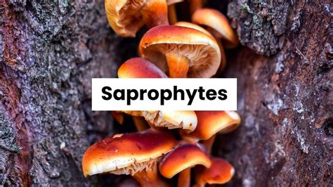 Saprophytes Define Characteristics Examples