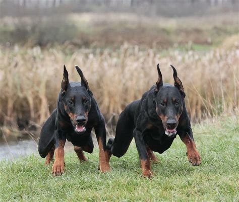 Doberman Pinscher – Loyal and Fearless | Doberman pinscher dog ...