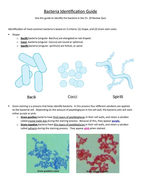 Bacteria Identification Guide Review Quiz Identification Of Most