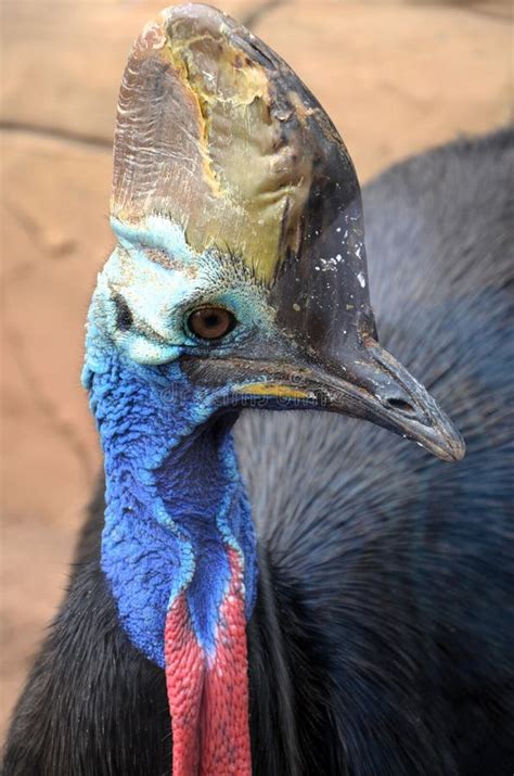 Southern Cassowary Casuarius Casuarius Also Known As The Double