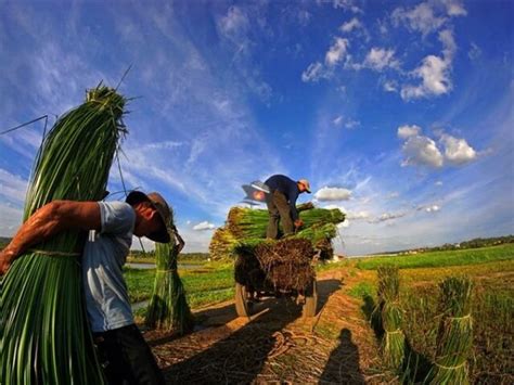 Phu Yen Sedge Mat Village