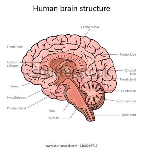 1,971 Brain Diagram With Labels Royalty-Free Images, Stock Photos ...