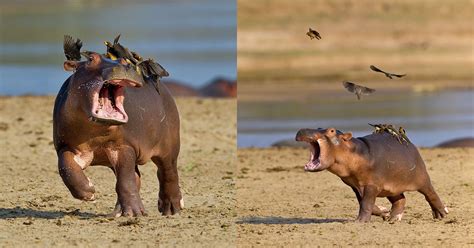 Photographer Captures Baby Hippo Getting Spooked By Birds Petapixel