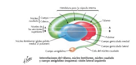 MORFOFISIOLOGÍA I NEUROANATOMÍA Neuroanatomia Cápsula Esquemas