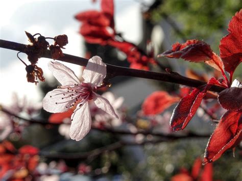 Almond Blossom Tree - Free photo on Pixabay