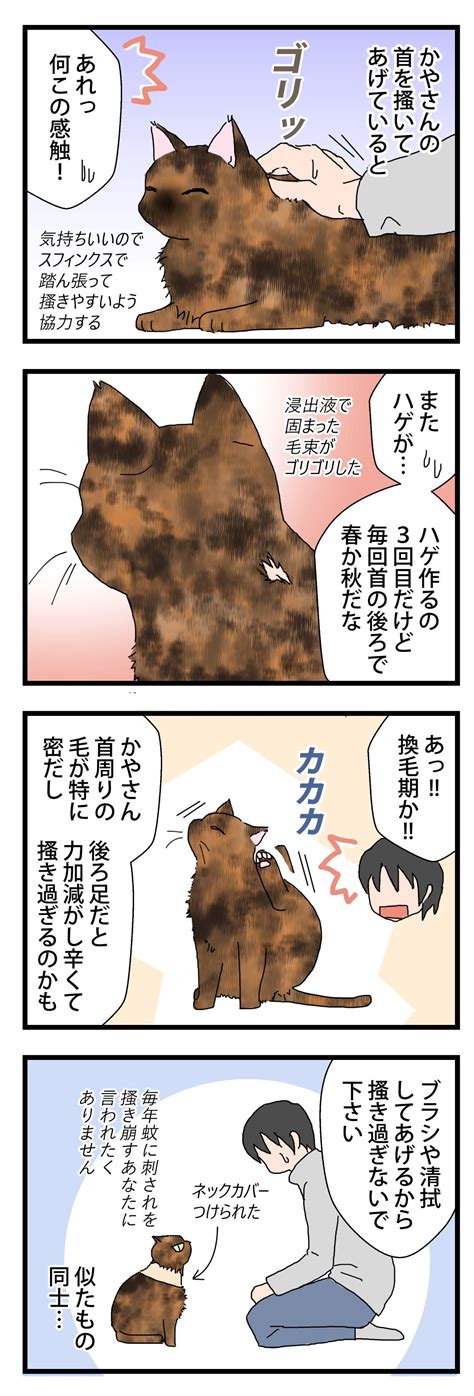 換毛ハゲ 保護猫かやさん～凛々しいサビ猫様と私～