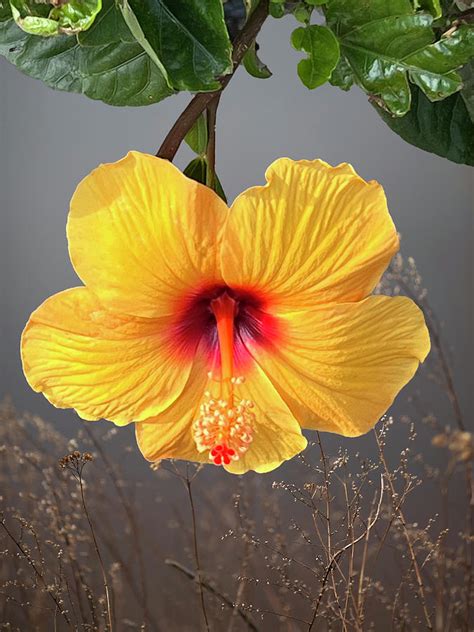 Hanging Hibiscus Digital Art By Renette Coachman Fine Art America