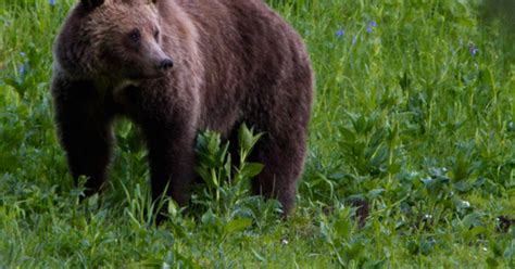 Deadly grizzly bear attack at Yellowstone Park - Videos - CBS News