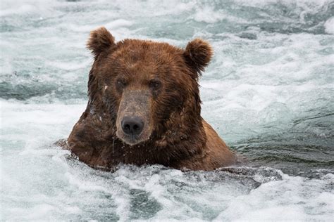 Guided Bear Viewing Tours - Alaska Flying Adventures