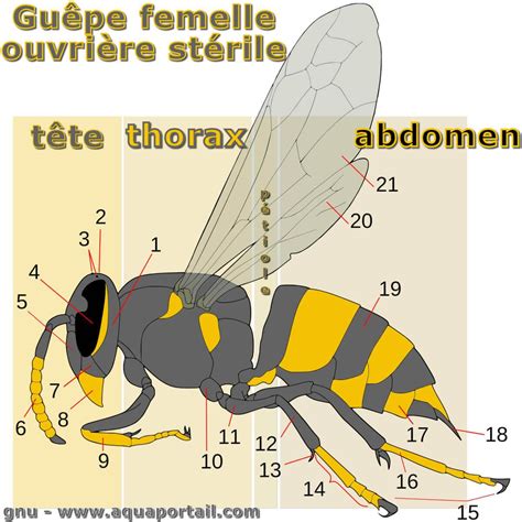 P Tiole D Finition Et Explications