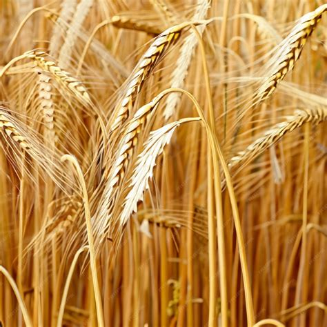 Premium Photo | Wheat harvest