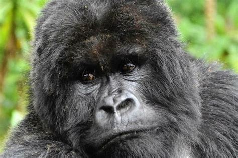 Congo Gorilla Trekking Permits - gorilla permits for congo