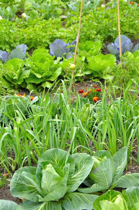 L Gume Herbe Et Salade Nos Fiches Culture Jardin Potager Comment