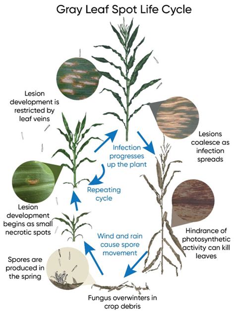 Gray Leaf Spot Of Corn Pioneer Seeds