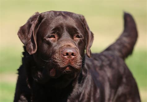 Amos - Chocolate Labrador Stud Dog – English Labrador Retrievers California | Country Labs