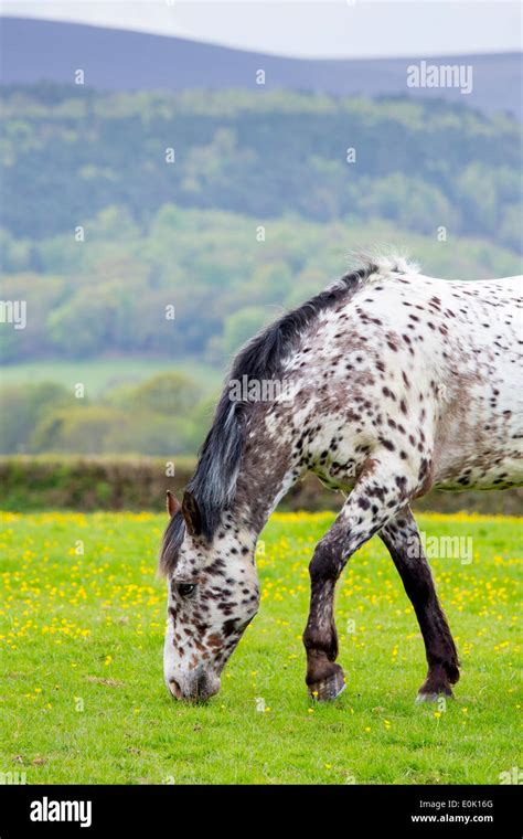 Roan horse hi-res stock photography and images - Alamy