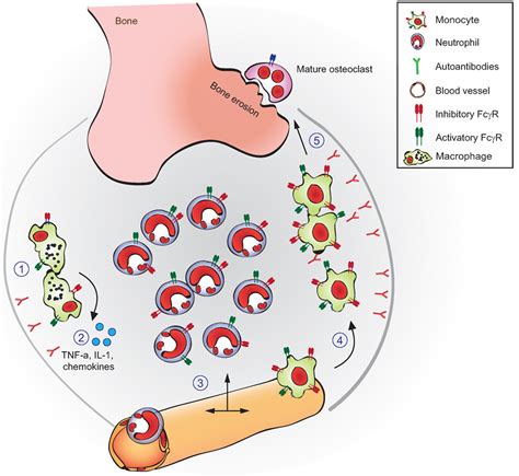 Frontiers Mechanisms Of Autoantibody Induced Pathology