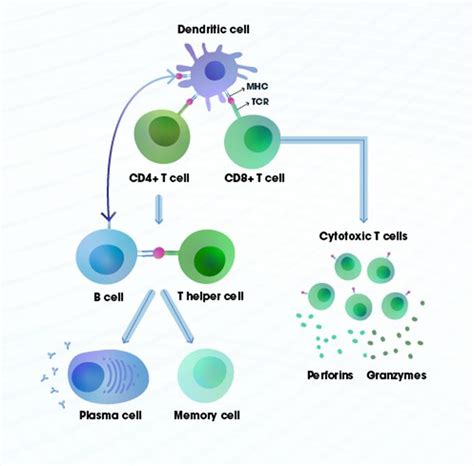 Dendritic Cells Dendritic Cell Origin Function And Related Conditions