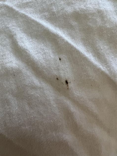 Are These Bed Bug Stains Rbedbugs