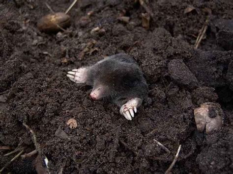 How to Keep A Pet Mole -GUIDE