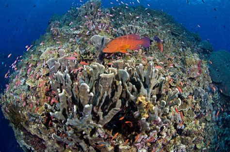 Papua New Guinea Fisheries Management Reef Resilience