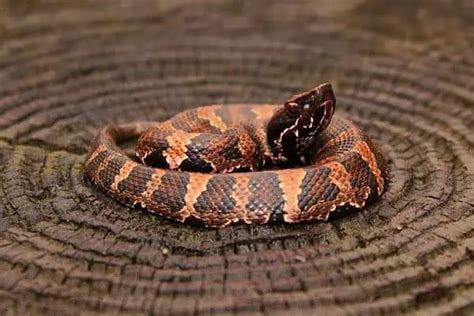 10 Types of Brown Snakes in Texas (Pictures) - Wildlife Informer