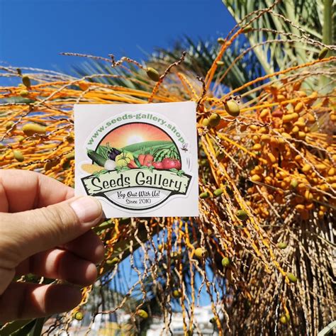 Canary Island Date Palm Seeds (Phoenix canariensis) - Price €2.75