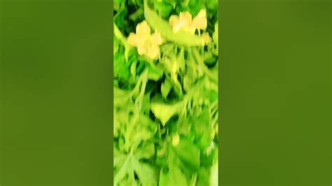 Bitter Gourd Flowersfresh Na Talbos Ng Ampalaya Trending Virial