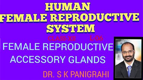 Female Reproductive Accessory Glands Youtube