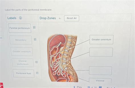 Solved Label the parts of the peritoneal membrane. | Chegg.com