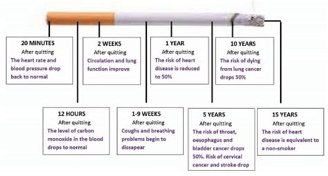 Lung Capacity After Quitting Smoking Maknanews