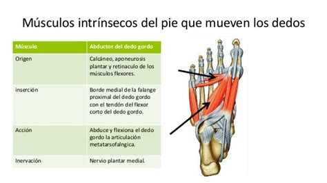 Músculos Miembro Inferior