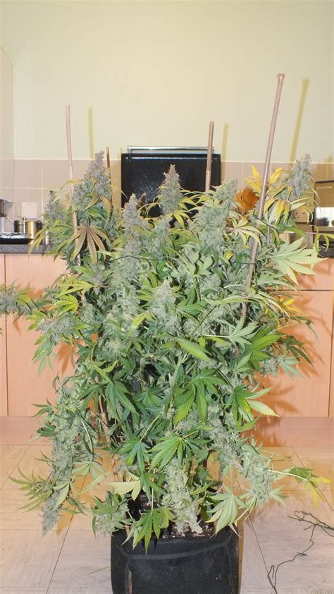 Gorilla Glue Fast Buds Company Cannabis Strain Info