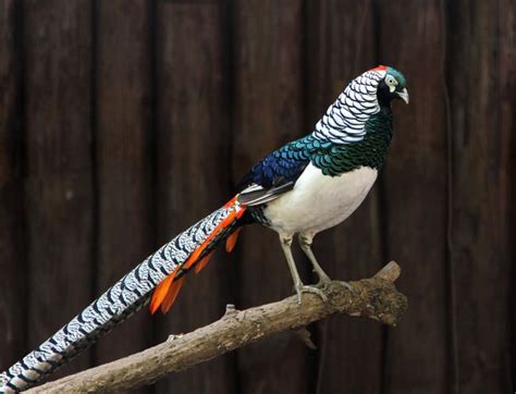 15 Birds With Spectacularly Fancy Tail Feathers