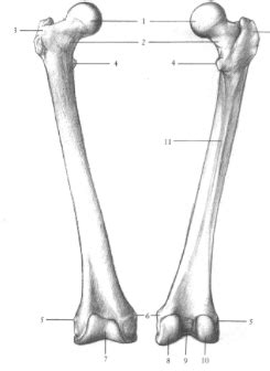 femur labeling diagram quizlet