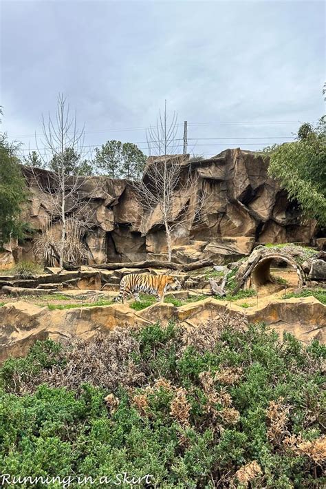 Riverbanks Zoo Zip Line