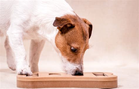 Brain Games for Dogs: When Can a Puzzle Be the Solution? – American ...