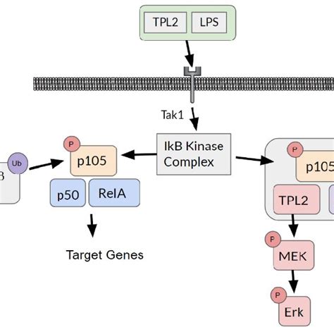 Tumor Progression Locus Tpl Kinase Phosphorylation Mechanism The