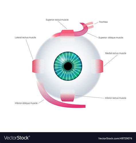 Extraocular Muscles Anatomy Royalty Free Vector Image