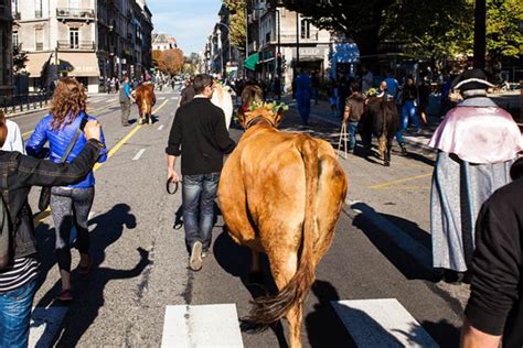 Descente Des Alpages à Grenoble Voici Le Programme De Lédition 2023