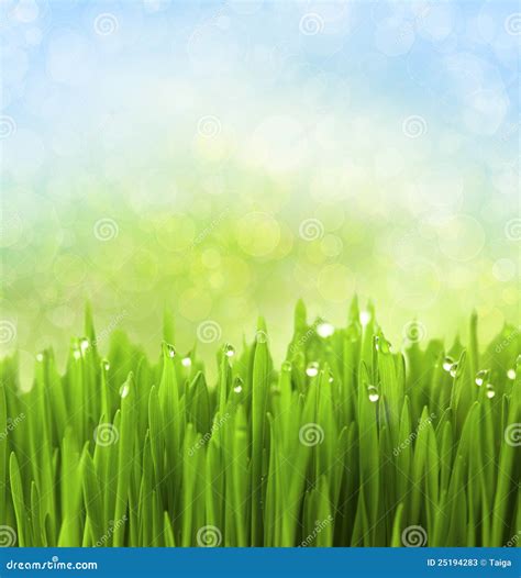 Green Grass with Water Drops on Abstract Stock Image - Image of growth