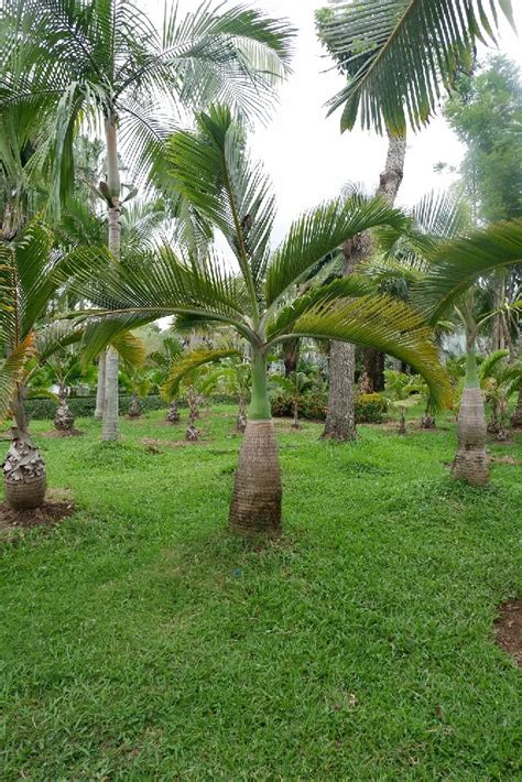 Bottle Palm Tree For Sale Buying And Growing Guide