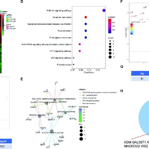 Identification Of The Potential Target Genes Of The Vhl Hif Axis In