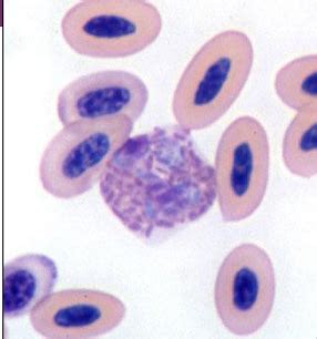 Clin Path Avian And Reptilian Hematology And Blood Parasites