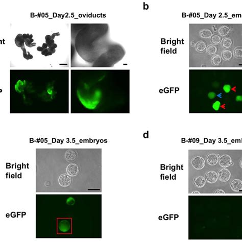 Overview Of The Genome Editing Via Oviductal Nucleic Acids Delivery