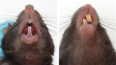 Malocclusion In Mice Nc3rs