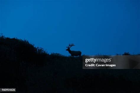 2,056 Deer At Night Stock Photos, High-Res Pictures, and Images - Getty ...