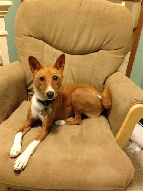 basenji rescue brat 3