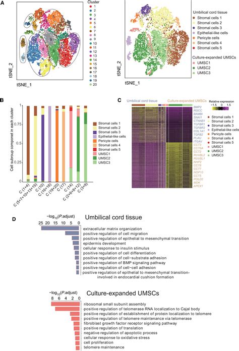 Single‐cell Transcriptome Profiling Reveals Molecular Heterogeneity In