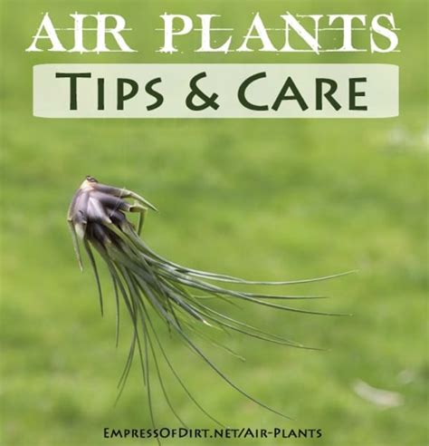 Air Plants Tips & Care - Homestead & Survival